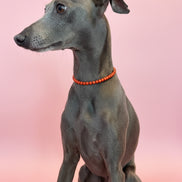 Collana Gioiello per Cane in Corallo Rosso e Rodio