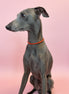 Collana Gioiello per Cane in Corallo Rosso e Rodio