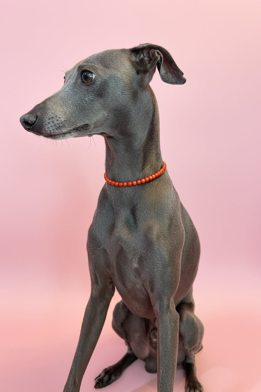 Collana Gioiello per Cane in Corallo Rosso e Rodio