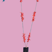 Collezione mediterranea - Collana con corallo rosso naturale e pendente di giada nera