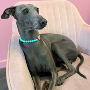Collana Gioiello per Cane in Turchese e Rodio
