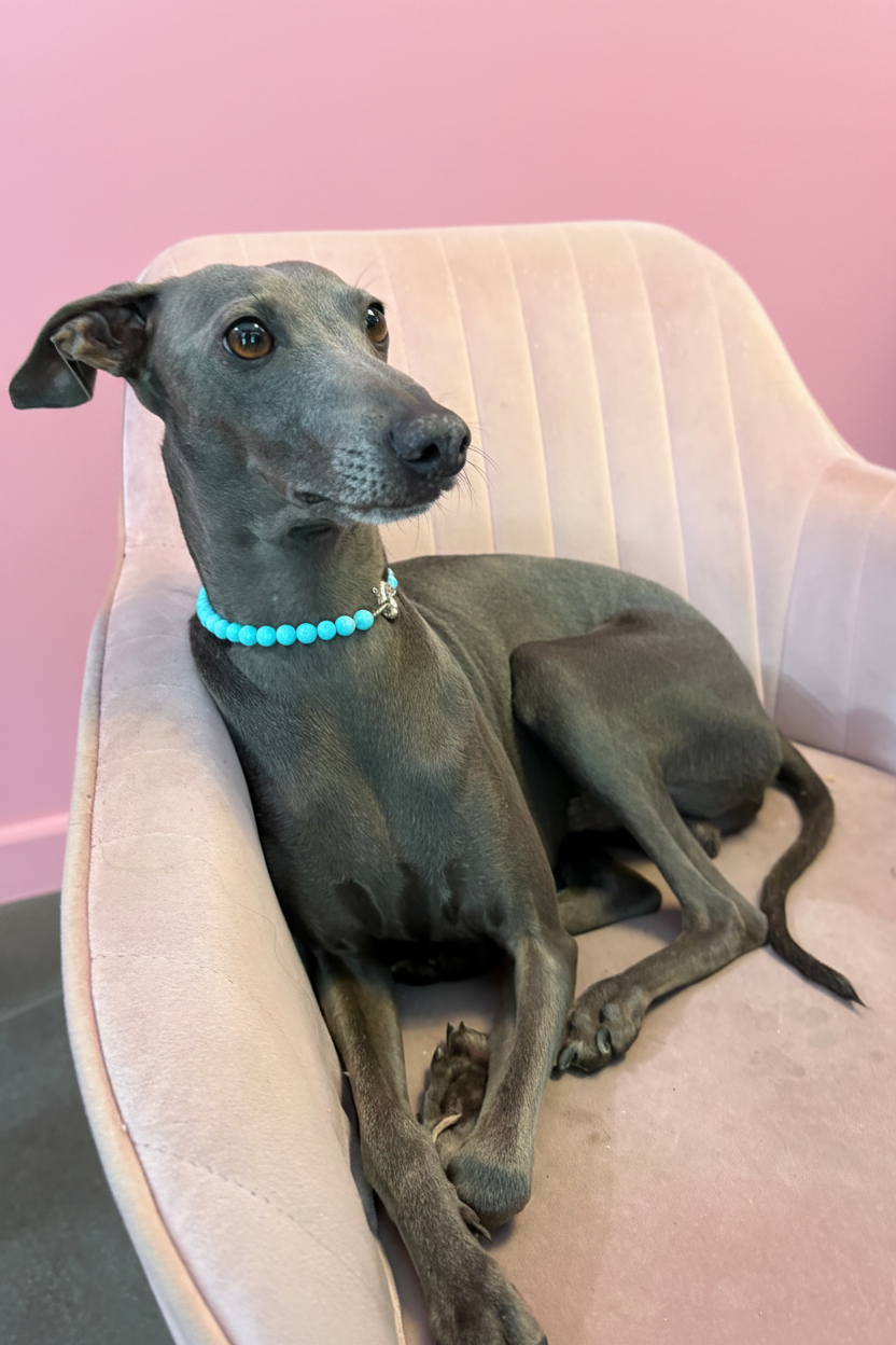Collana Gioiello per Cane in Turchese e Rodio