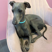 Collana Gioiello per Cane in Turchese e Rodio