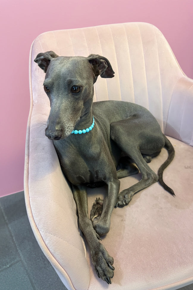 Collana Gioiello per Cane in Turchese e Rodio