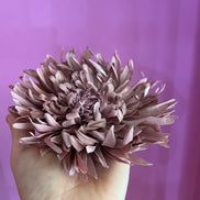 Dalia Fiore rosa antico