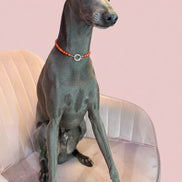 Collana Gioiello per Cane in Corallo Rosso e Rodio