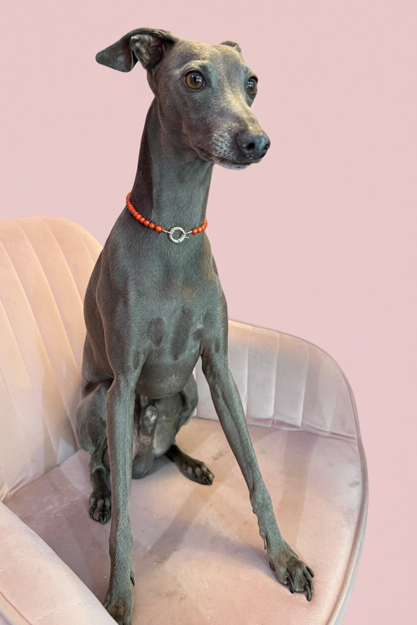 Collana Gioiello per Cane in Corallo Rosso e Rodio