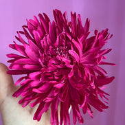 Dalia Fiore fucsia