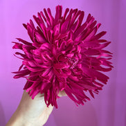 Dalia Fiore fucsia